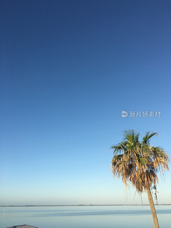 卷心菜棕榈树与平静的黎明内海岸水域和晴朗的天空