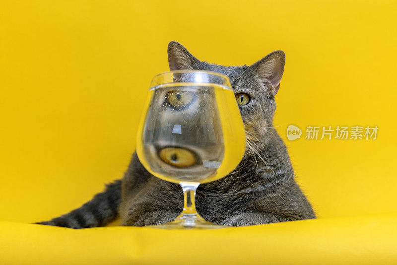 满杯水黄色背景下的猫的滑稽心情