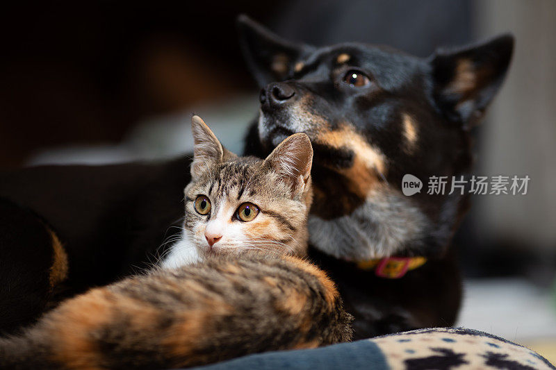 小猫和好朋友狗依偎在枕头上