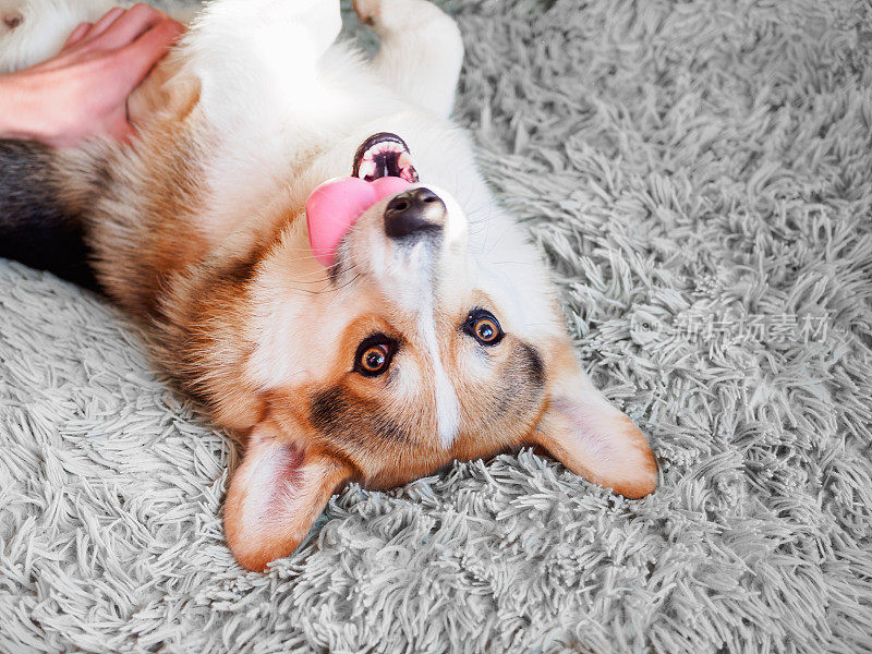一只狗躺在地毯上，一个带口套的碎片