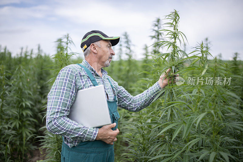 农学家在大麻地里使用笔记本电脑。