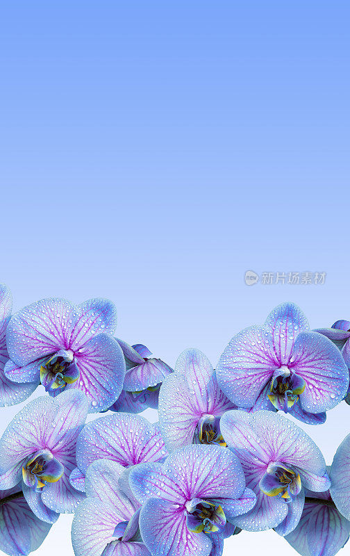 兰花花在蓝色背景与复制空间