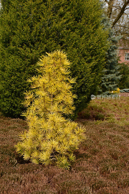 黄花植物野外特写