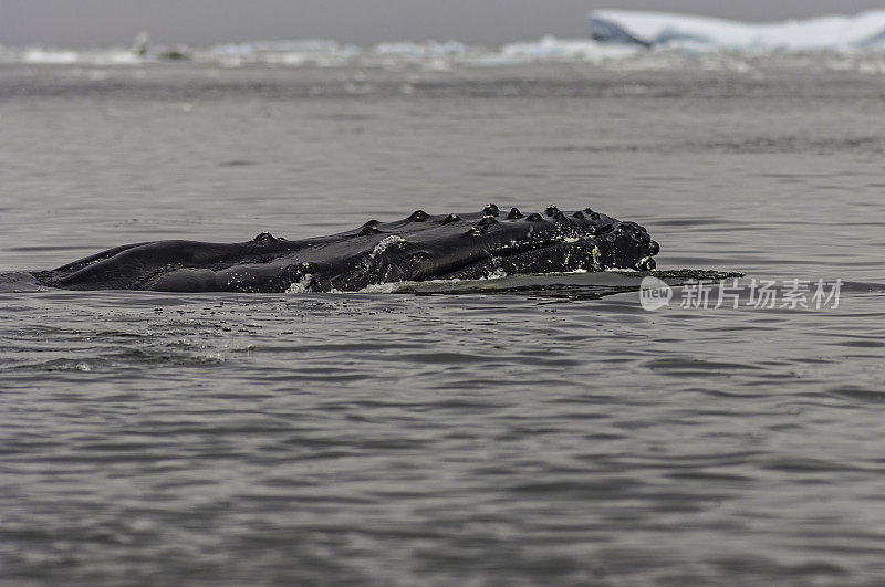 座头鲸，新兆翅目，南极半岛Cierva湾。头部切面显示结节。