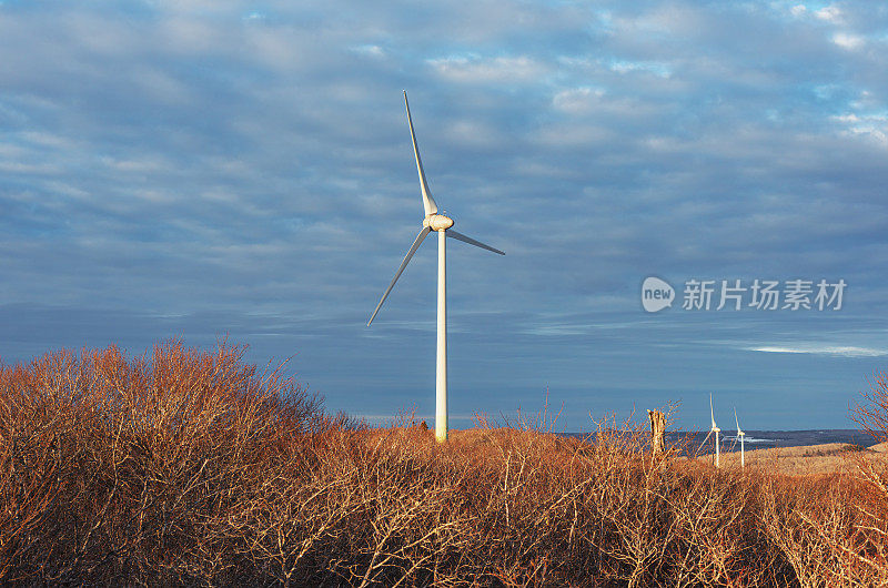 风力农场