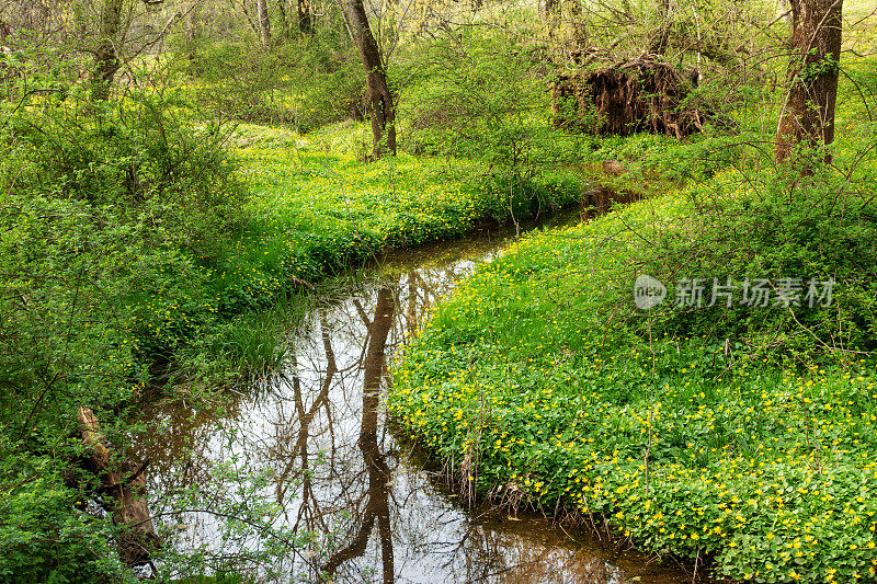 长满野花的草地