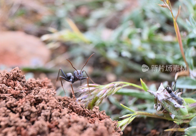 蚂蚁在蚁丘旁边的微距照片。