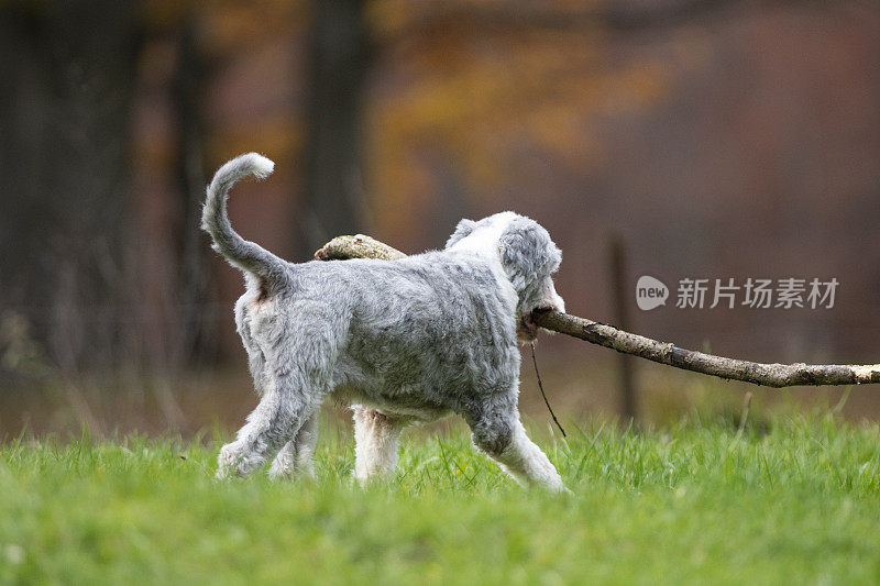 这只狗拿着一根棍子