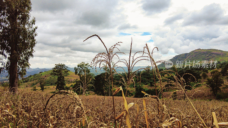 干玉米田作物与滚动山丘