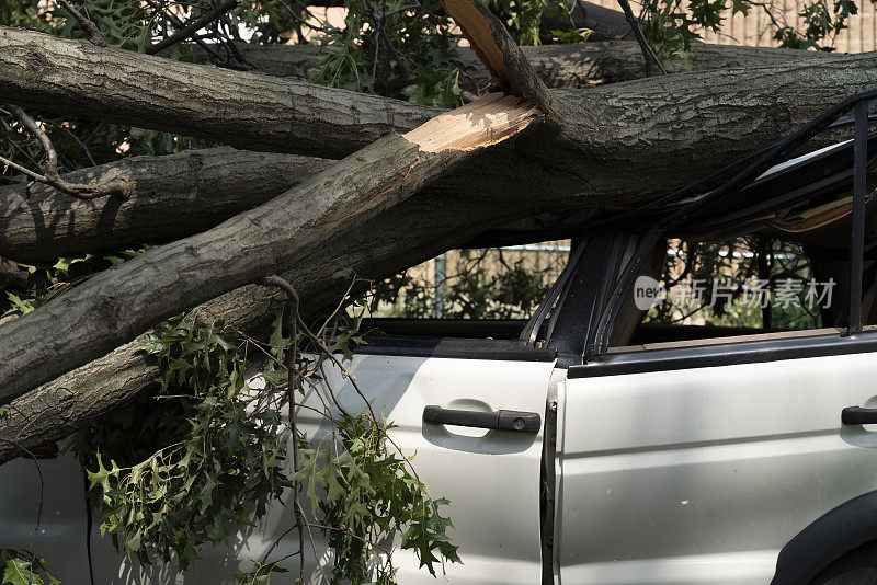 一辆被大风吹倒的倒下的树毁坏的汽车。