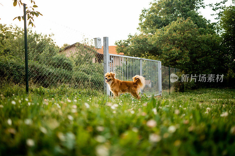 美丽的金色狗站在院子的绿草上