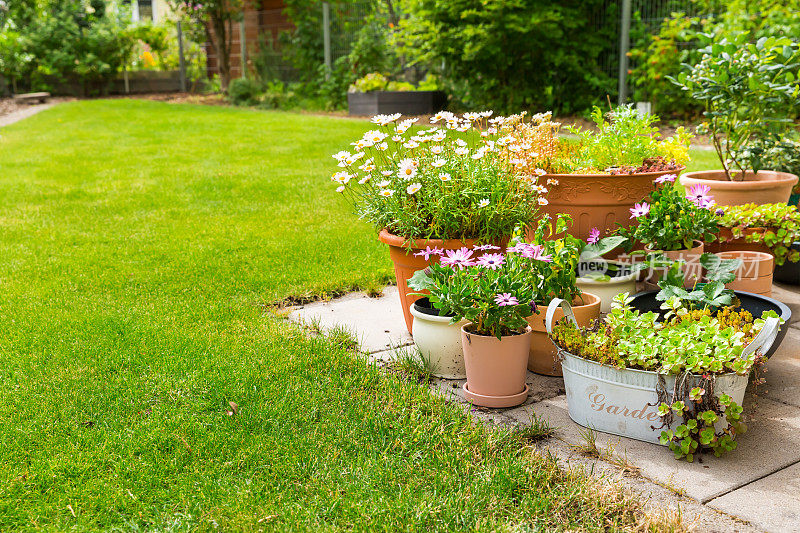 盆花，植物，蔬菜和草本植物在露台或院子的绿色草坪