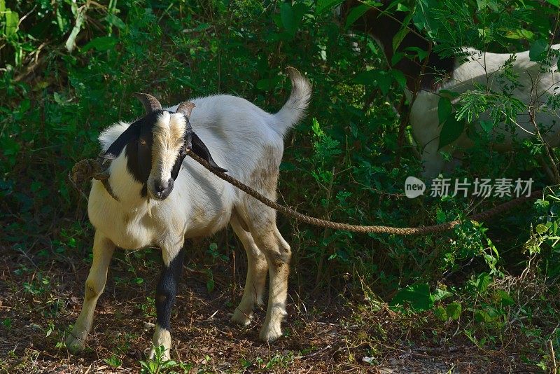 牙买加自由放养拴系山羊