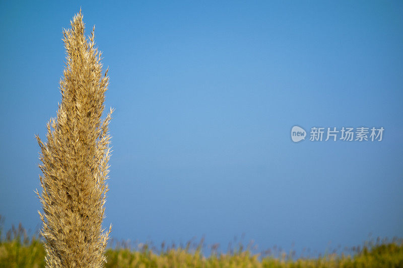 芦苇和天空