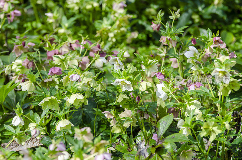 Hellebore四旬期玫瑰:早春花和盛开