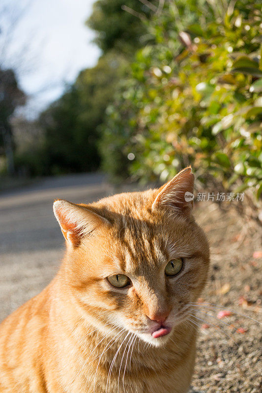 伸出舌头的橙色虎斑猫