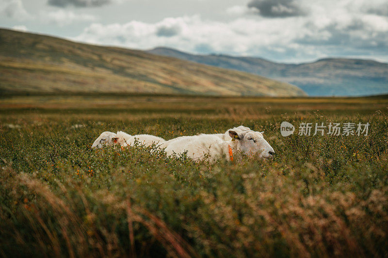 探索荒野。神秘的山地景观。在草地上吃草的羊