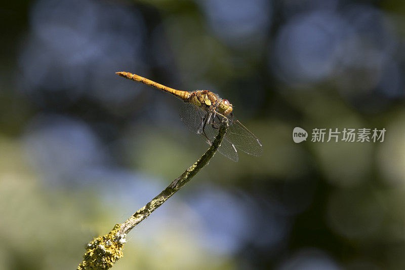 普通飞镖蜻蜓