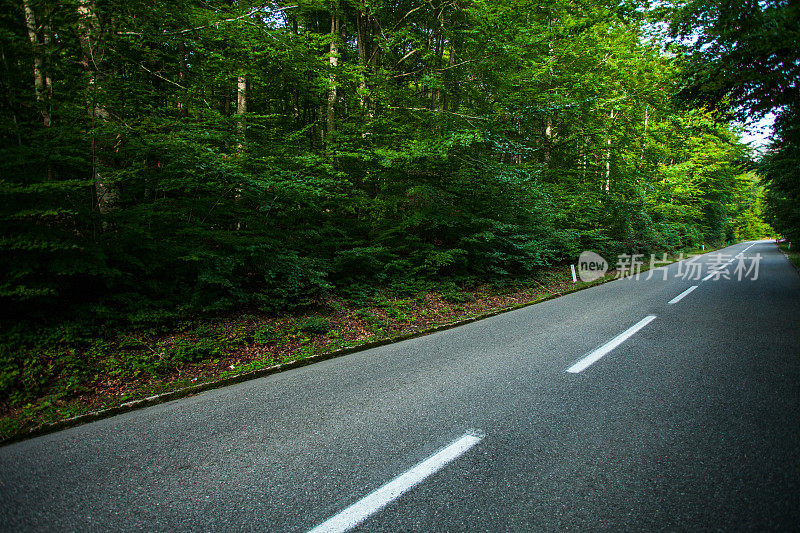 柏油路与路标在绿林中