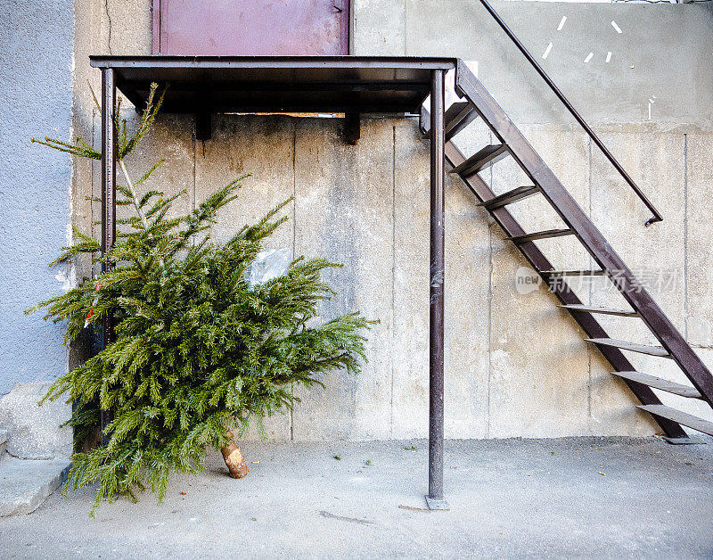 圣诞节后被丢弃在街上的圣诞树