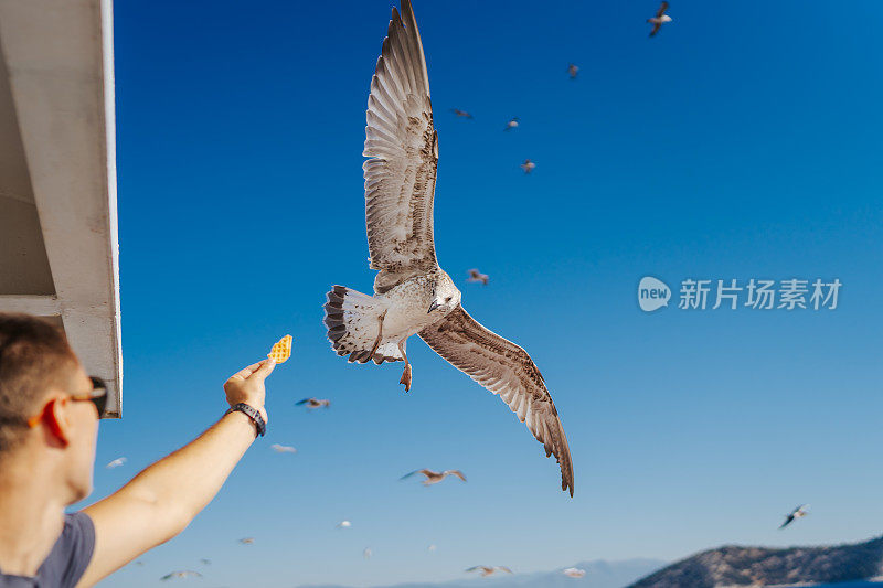 在渡船上喂海鸥的年轻人