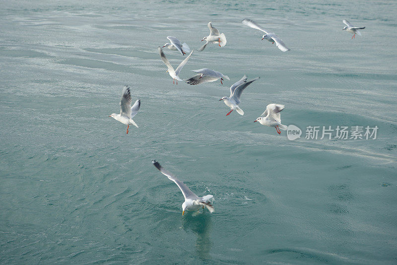 海鸥在博斯普鲁斯海峡上飞翔