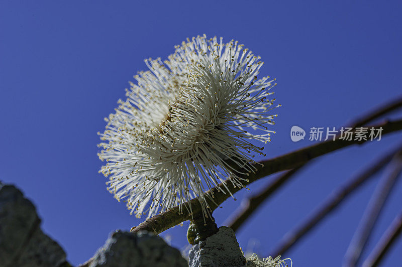 蓝桉树，俗称南方蓝桉树或蓝色桉树，是澳大利亚东南部特有的一种高大的常青树。托罗县公园，蒙特利县，加利福尼亚州