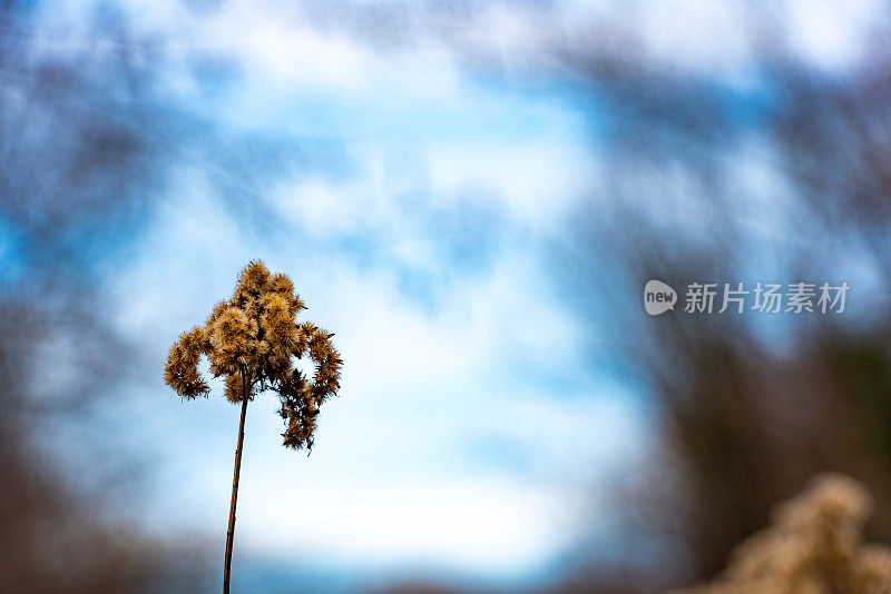 蓬松的草花在冬天的草地上模糊的黑暗背景