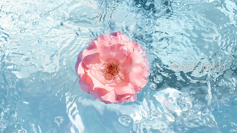 美丽的粉红色玫瑰花在水面上。蓝色的池子里水花四溅，水花四溅，浪花四溅。长条形节日横幅，配以文字