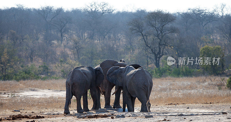 南非克鲁格国家公园人造水坑里的非洲象群
