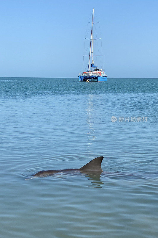 海豚游向澳大利亚的海滩