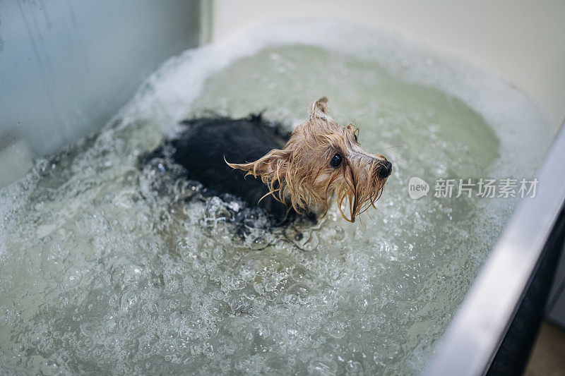 可爱的约克郡梗狗在美容沙龙的浴缸里。