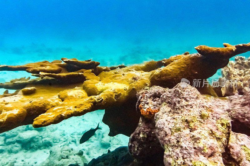 充满活力的水下珊瑚和蓝绿色海洋中的海洋生物，海底的海洋生物