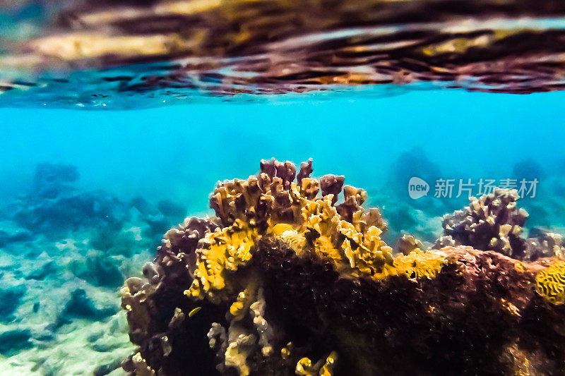 热带加勒比海洋生物水下珊瑚礁和海洋鱼类