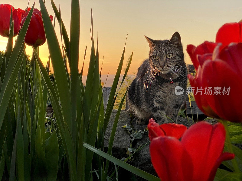 可爱的小花猫在花园里玩