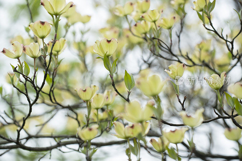 春天盛开的山茱萸