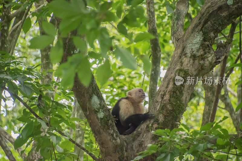 哥斯达黎加的白脸卷尾猴。