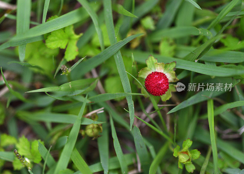 野草莓与拷贝空间