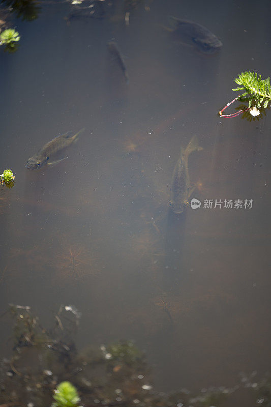 南部州湿地