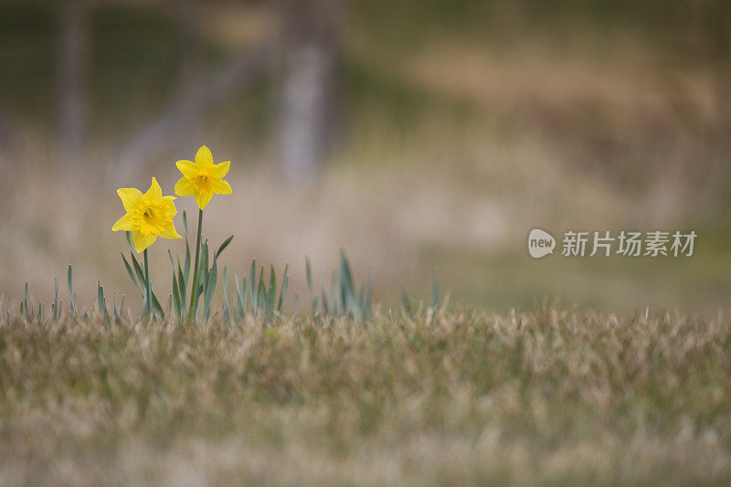 水仙花