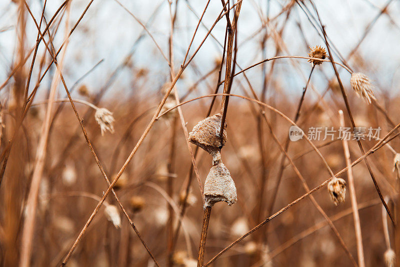 螳螂卵在树枝上。昆虫鸡蛋