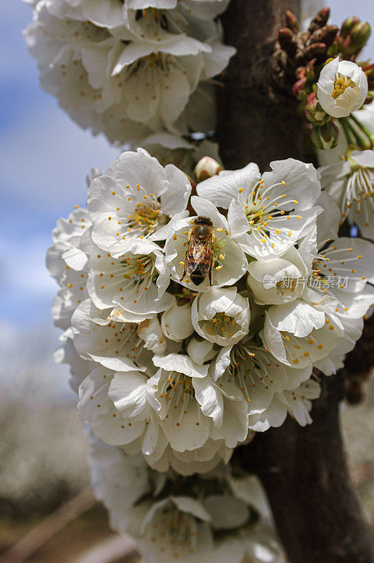 扁桃园花朵和蜜蜂的特写