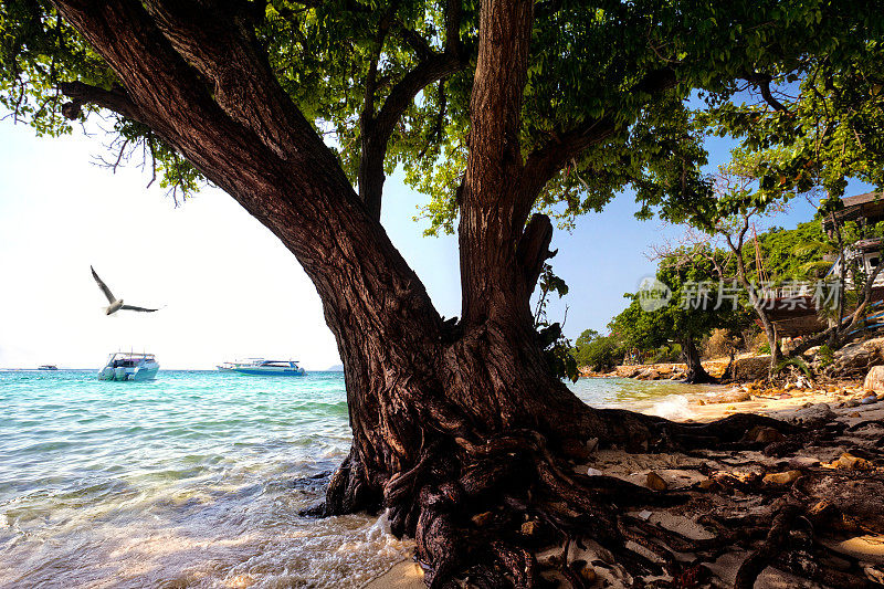 热带沙质岛屿海滩水中的一棵大树