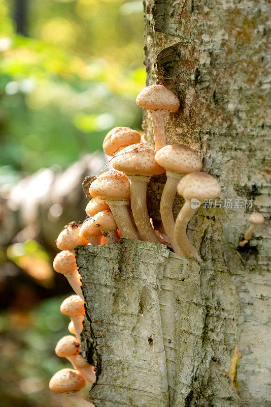 一串串蜜环菌或蜜木耳从桦树树皮上生长