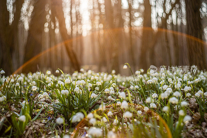 春天雪花绽放的风景