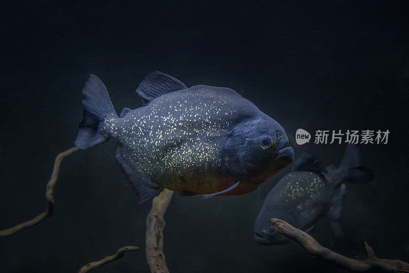 食人鱼在水下。有根的黑色食人鱼水族馆中危险的攻击性鱼