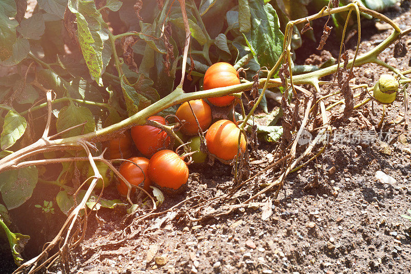 西红柿在菜园里的西红柿植株上生长