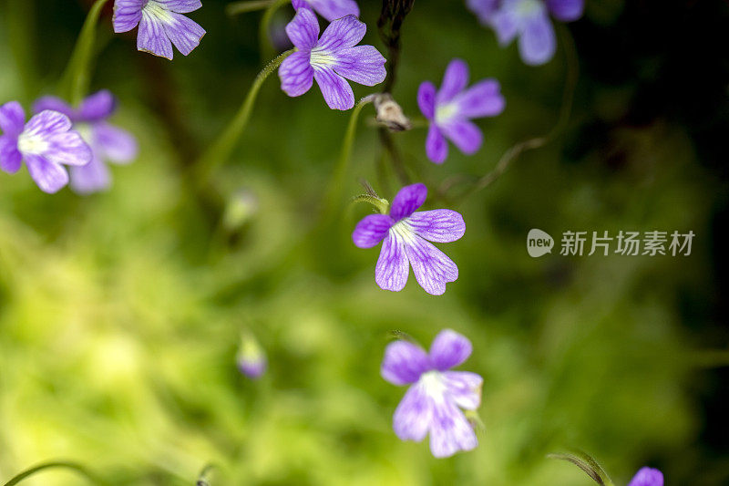 特写美丽的紫色紫罗兰花，复制空间的背景