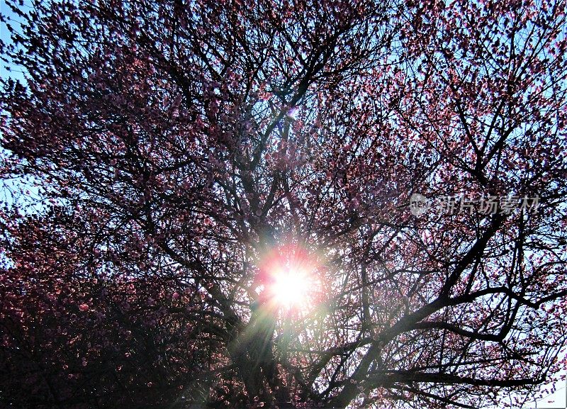 日本。2月。看着太阳穿过盛开的梅花枝头。