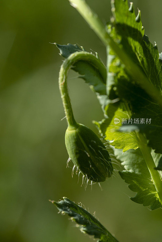 单罂粟种子的宏观，植株上的头和叶